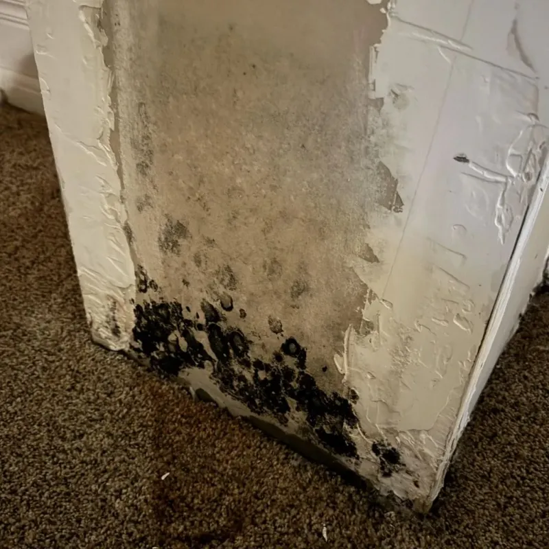 Professional Mold Removal in La Paloma, TX
